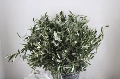 Olea europaea per bos