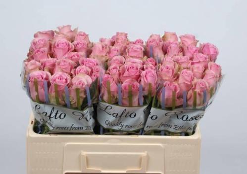 Rosa grootbloemig Wham