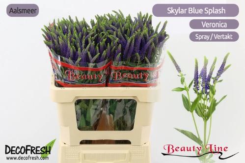 Veronica longifolia Skyler Blue