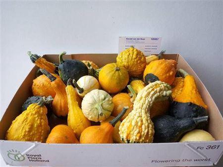 Siervruchten per stuk Cucurbita pepo gemengd