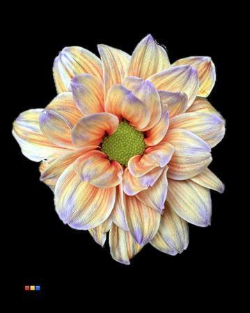 Chrysanthemum Indicum Grp tros kas kleurbehandeld H%