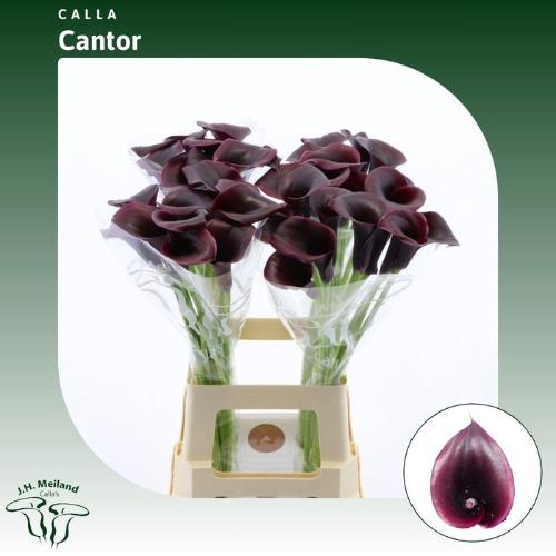 Zantedeschia 'Cantor'