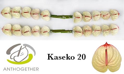 Anthurium (Andreanum Grp) Kaseko