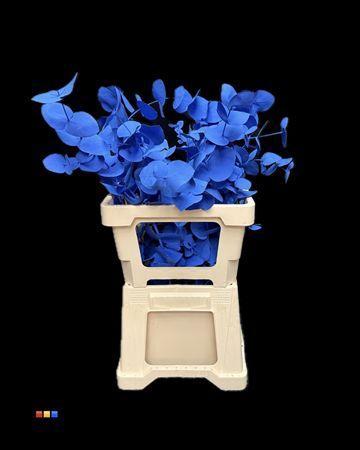 Eucalyptus cinerea kleurbehandeld per bos H%