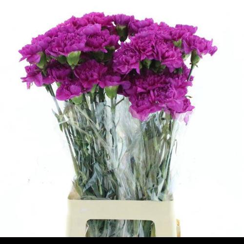Dianthus standaard 'Farida'