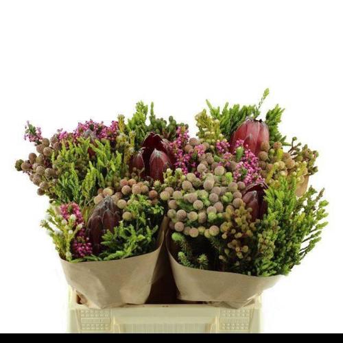 Kaaps groen gemengd in bos