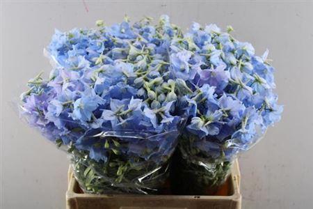 Delphinium Belladonna Grp enkelbloemig 'Ballkleid'