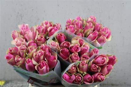 Rosa grootbloemig Bellevue