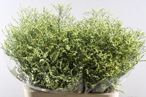 Limonium sinense China Lemon