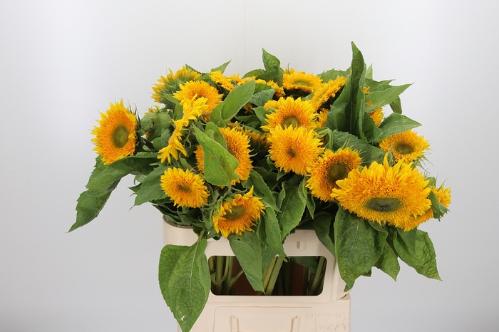 Helianthus annuus 'Teddy Bear'