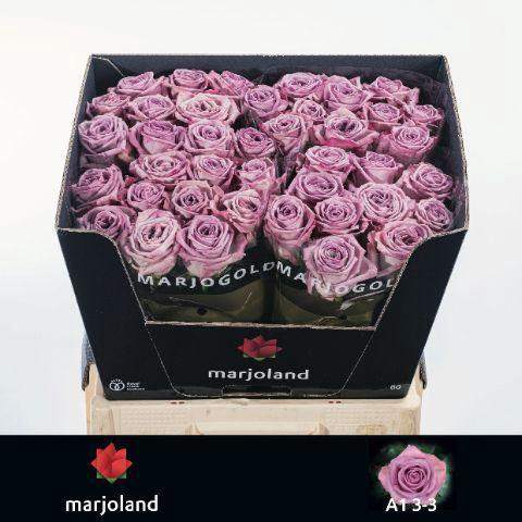 Rosa grootbloemig Nayeli!