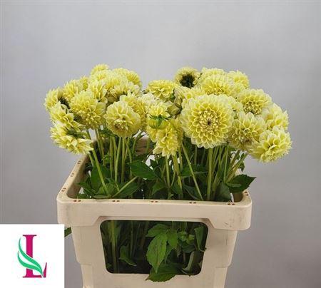 Dahlia (Decorative Grp) 'Banana Baby'