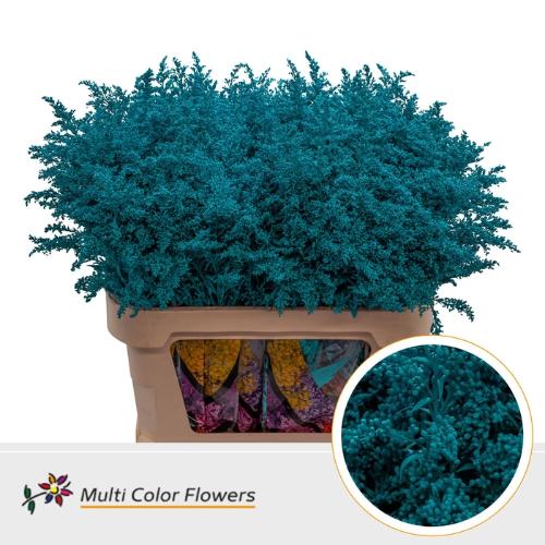 Solidago kleurbehandeld H%