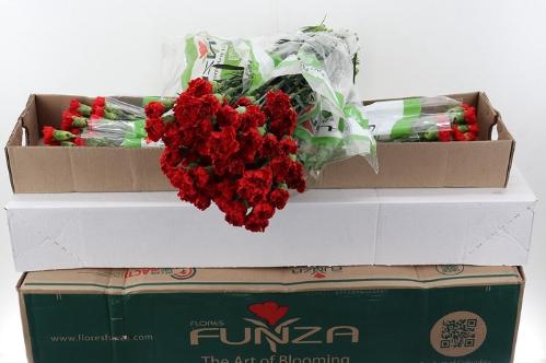 Dianthus standaard overig