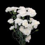 Dianthus tros overig