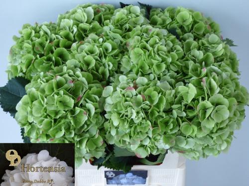 Hydrangea macrophylla Noordpool (classic)