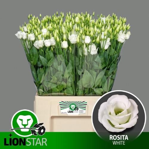 Eustoma russellianum gevuldbloemig 'Rosita White'