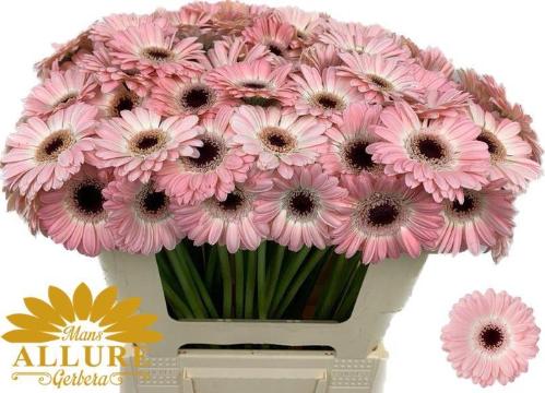 Gerbera mini Dixon