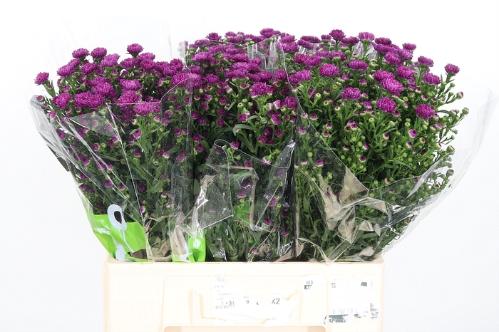 Aster Novi-belgii Grp 'Flash'