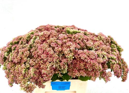 Sedum spectabile