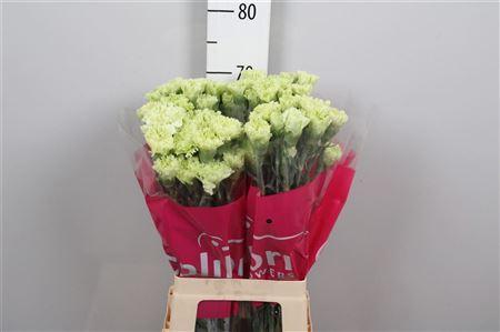 Dianthus standaard Goblin