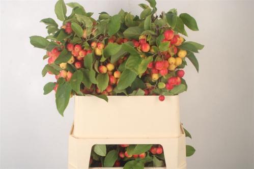 Siervruchten per tak Malus 'Red Sentinel'