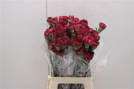 Dianthus standaard overig