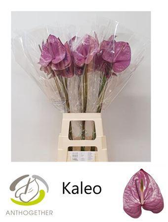 Anthurium Andreanum Grp Kaleo