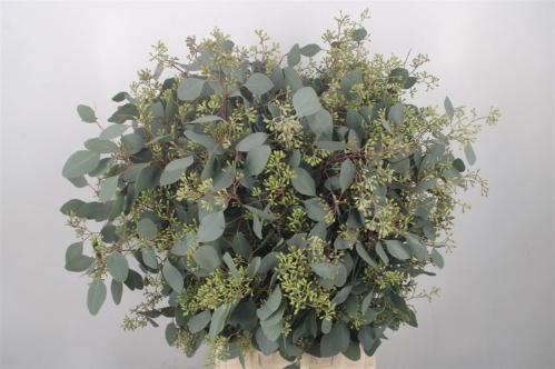 Eucalyptus per bos polyanthemos (fruit)