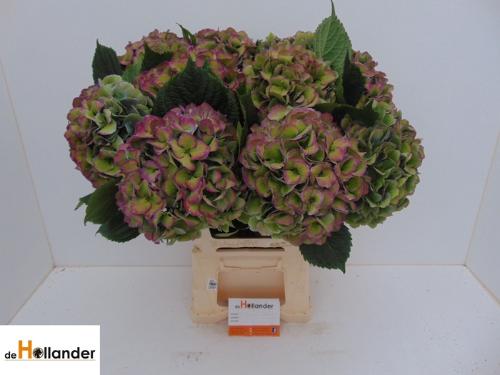 Hydrangea macrophylla Royal Love classic blauw