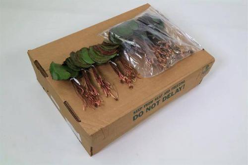 Galax urceolata per bos
