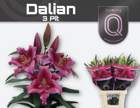 Lilium Oriental x Trumpet Grp 'Dalian'