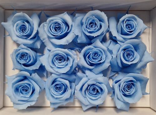 Rosa grootbloemig kleurbehandeld H%