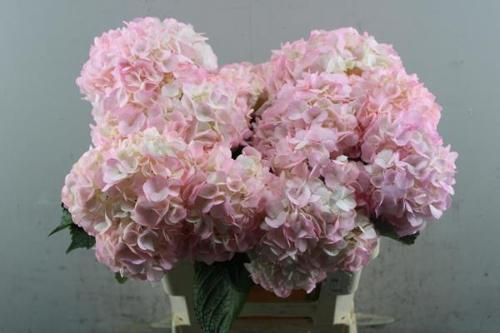 Hydrangea overig