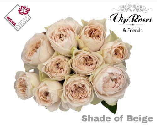 Rosa grootbloemig Shade of Beige!