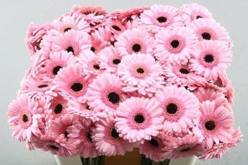 Gerbera mini 'Petticoat'