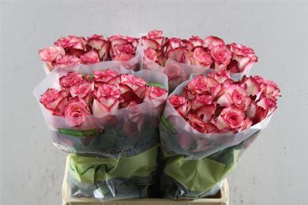 Rosa grootbloemig Paloma