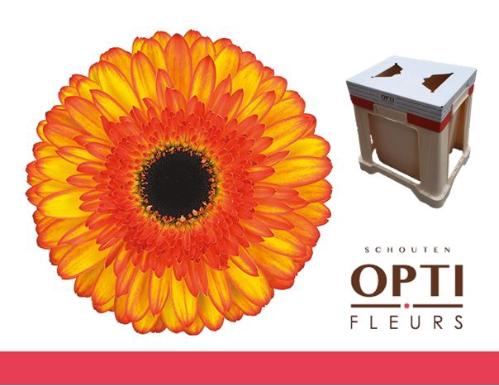 Gerbera grootbloemig Spotlight