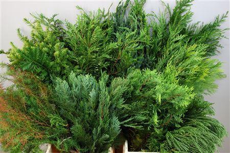 Chamaecyparis '...' Coniferen gemengd per bos