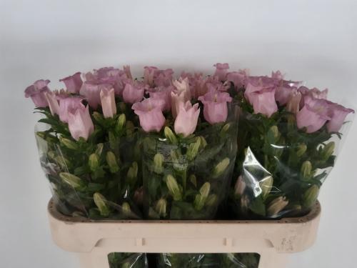 Campanula medium 'Campana Pearl Pink'