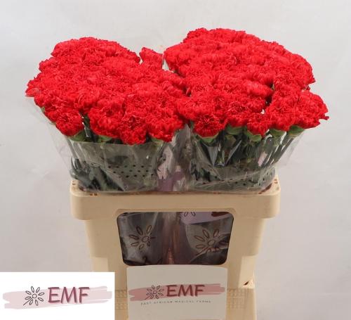 Dianthus standaard Sparta+