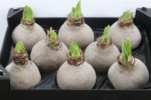 Hippeastrum bol gewaxt H%