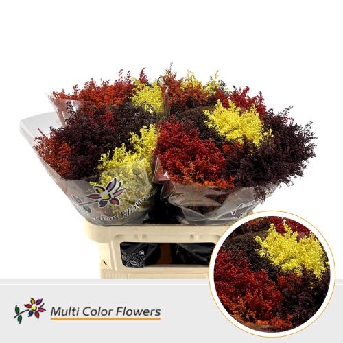 Solidago kleurbehandeld H%