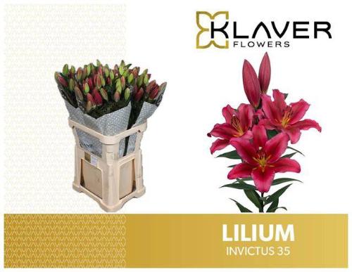 Lilium (OT-hybrids Grp) 'Invictus'
