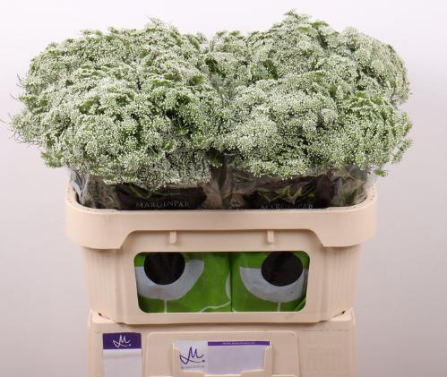 Ammi visnaga 'Casablanca'