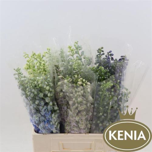 Delphinium dubbelbloemig gemengd