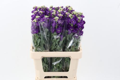 Matthiola incana 'Phantom Purple'