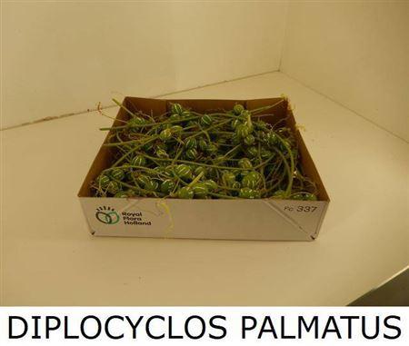 Diplocyclos palmatus