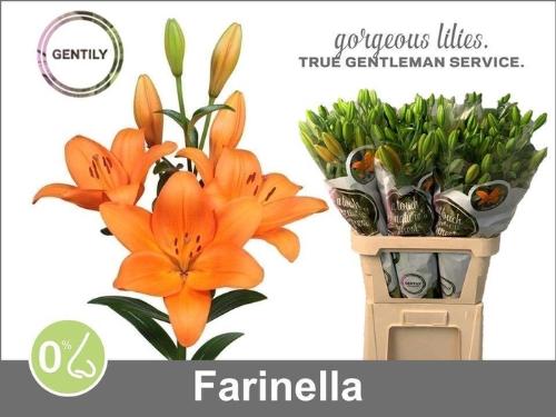 Lilium (LA-hybrids Grp) 'Farinella'