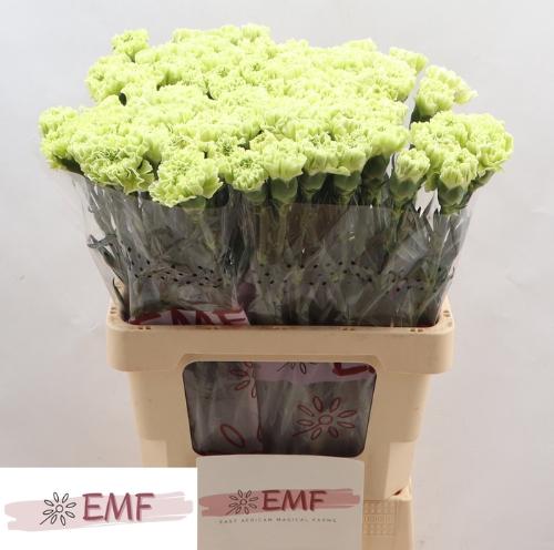 Dianthus standaard Alessandria